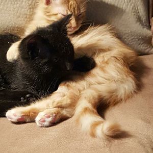 Meet your Posher, Troy